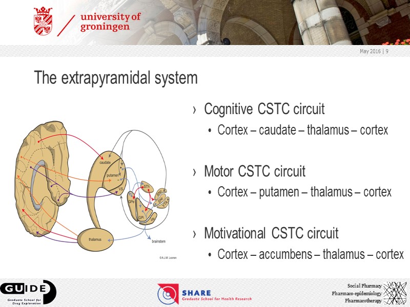The extrapyramidal system Cognitive CSTC circuit Cortex – caudate – thalamus – cortex 